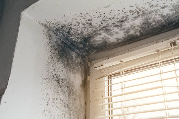 Mold Removal service in Missouri City